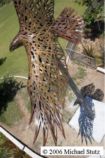 Hawk.jpg